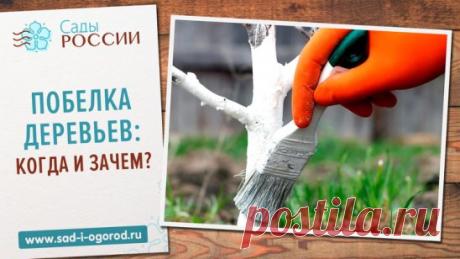 Побелка деревьев: когда и зачем?
  
Побелка деревьев – чуть ли не сакральный ритуал у наших дачников. Как правило, белой кора деревьев становится по осени, когда дачники подготавливают сад к зиме. Но для чего же они это делают? 
• Защита коры деревьев от солнечных ожогов. Солнечные лучи пагубно воздействуют на деревья, поэтому зачастую на коре плодовых растений появляются трещины. Побелка отражает солнечные лучи, тем самым оберегая растение. 
• Защита коры деревьев от морозобоин. Холодное время