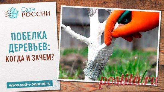 Побелка деревьев: когда и зачем?
  
Побелка деревьев – чуть ли не сакральный ритуал у наших дачников. Как правило, белой кора деревьев становится по осени, когда дачники подготавливают сад к зиме. Но для чего же они это делают? 
• Защита коры деревьев от солнечных ожогов. Солнечные лучи пагубно воздействуют на деревья, поэтому зачастую на коре плодовых растений появляются трещины. Побелка отражает солнечные лучи, тем самым оберегая растение. 
• Защита коры деревьев от морозобоин. Холодное время