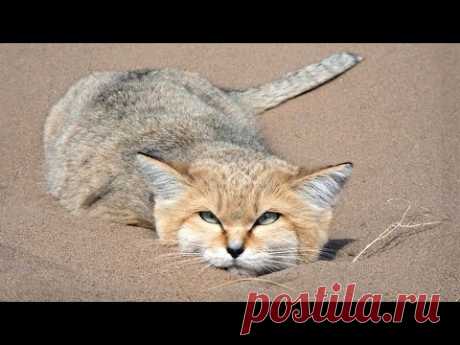 Кот Который Ест Змей И Скорпионов. Барханный Кот- Самый Выносливый Кот В Мире....