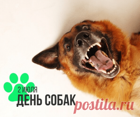 С Международным днем собак! Пусть будет каждый хвостик рад, Пусть лапы бегают легко, В миске плещется молоко, Мячик ловится в игре, Будет мир во всем дворе! Открытки на Международный день собак!