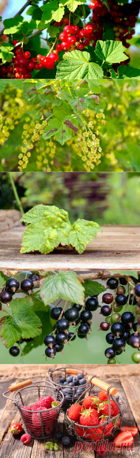 Как ржавеет смородина? Дачная фитопатология | Растения