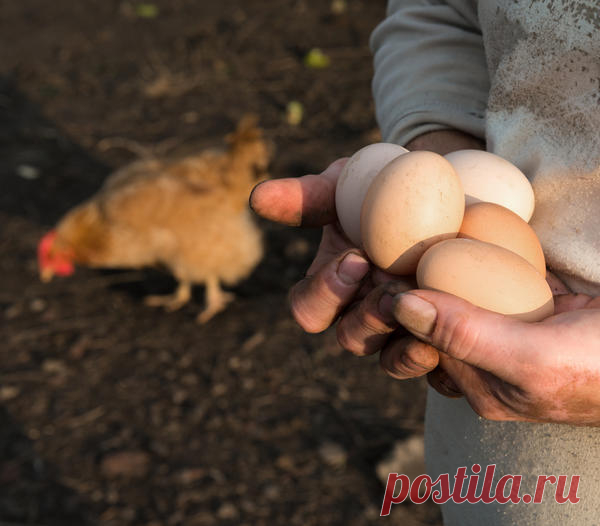 9 фактов, о которых стоит знать прежде, чем завести кур