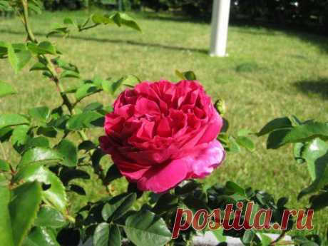 (+1) тема - Лучшие кустарниковые розы. «Отелло» — совершенство размера XXL | 6 соток