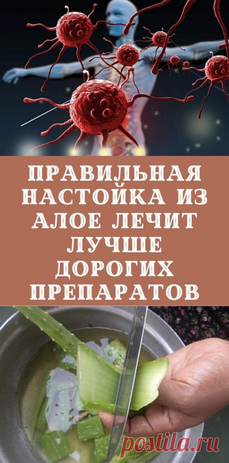 Правильная настойка из Алое лечит лучше дорогих препаратов