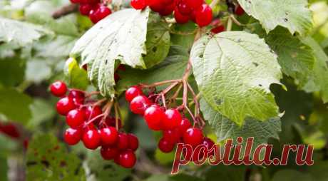 Болезни и вредители калины