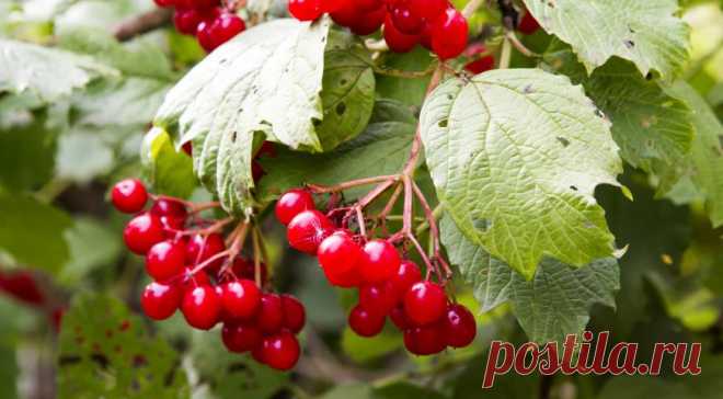 Болезни и вредители калины