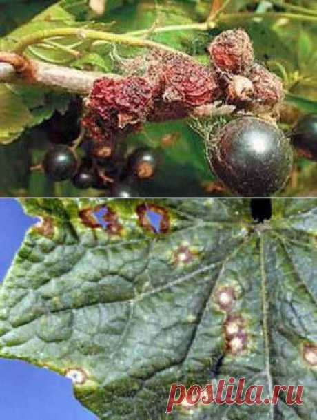 Американская мучнистая роса и пятнистость смородины, меры борьбы | Дача - впрок