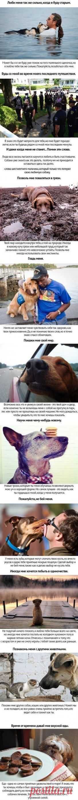 Любите своих животных | Хитрости Жизни