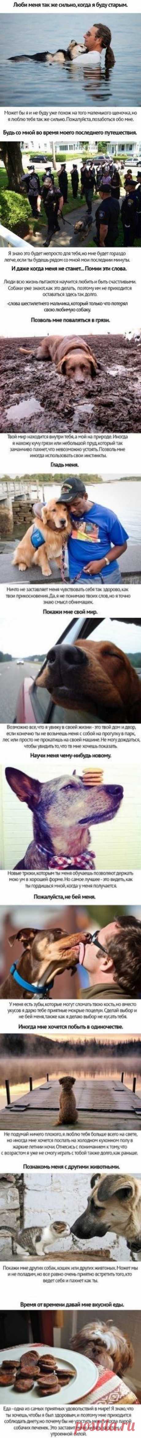 Любите своих животных | Хитрости Жизни