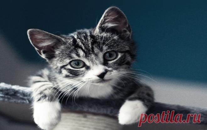 Download Cute Black and White Kitten Wallpaper - GetWalls.io Click to download free wallpaper for your desktop and mobile.