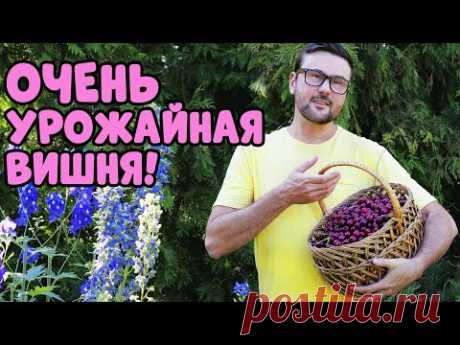 ЭТУ ВИШНЮ НУЖНО ПОСАДИТЬ ВСЕМ! СТОЛЬКО ВИШНИ Я НИКОГДА НЕ ВИДЕЛ!