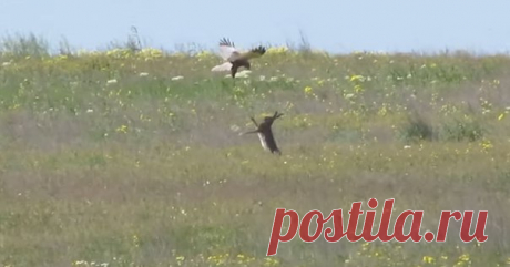 «Трусишка зайка серенький» вполне может за себя постоять!