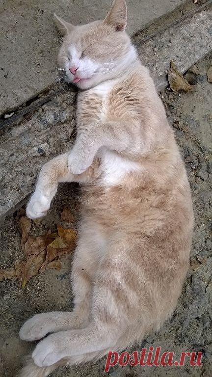 (27) Одноклассники