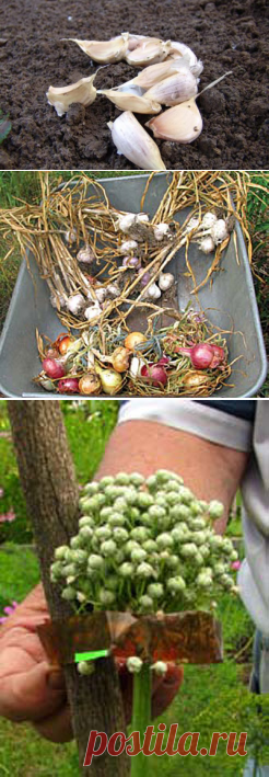 Как посадить озимый чеснок по методу Бориса Бублика — 6 соток