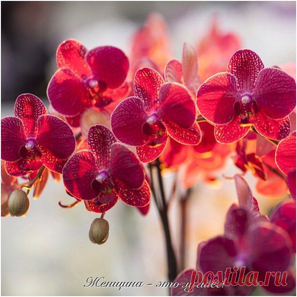 Владимир Барышев