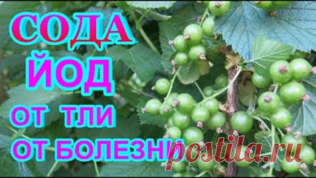 СОДА КАЛЬЦИНИРОВАННАЯ + ЙОД = СУПЕР СРЕДСТВО от ТЛИ, серой гнили ,мучнистой росы - всех растений..