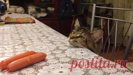 Котик мейн -кун воришка)))