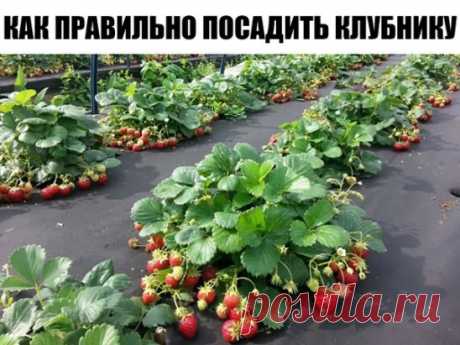 КАК ПРАВИЛЬНО ПОСАДИТЬ КЛУБНИКУ - 4 СПОСОБА ПОСАДКИ
Как правильно посадить клубнику, чтобы получить хороший урожай? Предлагаю вам четыре эффективных способа посадки клубники, давно зарекомендовавших себя среди садоводов-огородников.  
Посадка клубники отдельно стоящими кустами Розетки клубники сажаются по одной на расстоянии 45-60 см. Чтобы растения не переплетались, усы регулярно удаляются, тем самым позволяя кустам интенсивно развиваться и обильно плодоносить.  
Недостат...