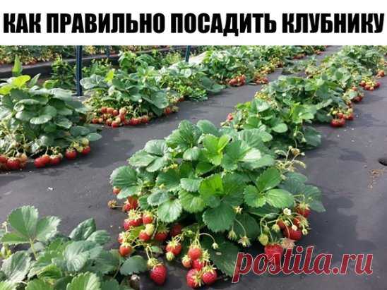 КАК ПРАВИЛЬНО ПОСАДИТЬ КЛУБНИКУ - 4 СПОСОБА ПОСАДКИ
Как правильно посадить клубнику, чтобы получить хороший урожай? Предлагаю вам четыре эффективных способа посадки клубники, давно зарекомендовавших себя среди садоводов-огородников.  
Посадка клубники отдельно стоящими кустами Розетки клубники сажаются по одной на расстоянии 45-60 см. Чтобы растения не переплетались, усы регулярно удаляются, тем самым позволяя кустам интенсивно развиваться и обильно плодоносить.  
Недостат...