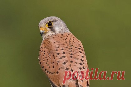 Казанцы спасли птенцов краснокнижной пустельги