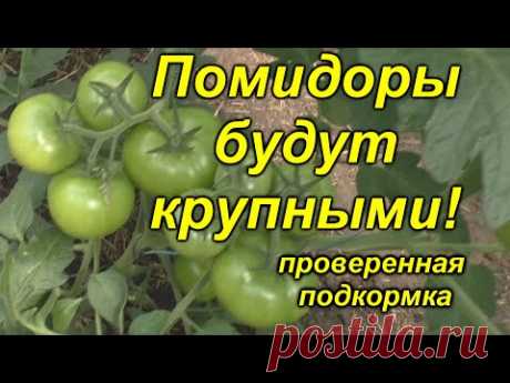 Томаты без этой подкормки крупными не будут! [проверено и эффективно]