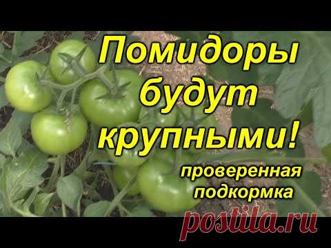 Томаты без этой подкормки крупными не будут! [проверено и эффективно]