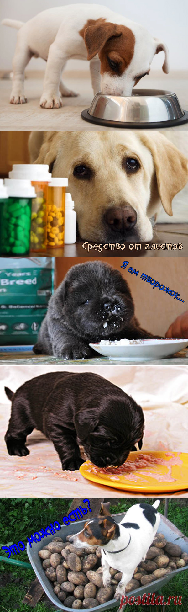 ПОЧТИ ВСЁ О СОБАКАХ (Галина Леонова)