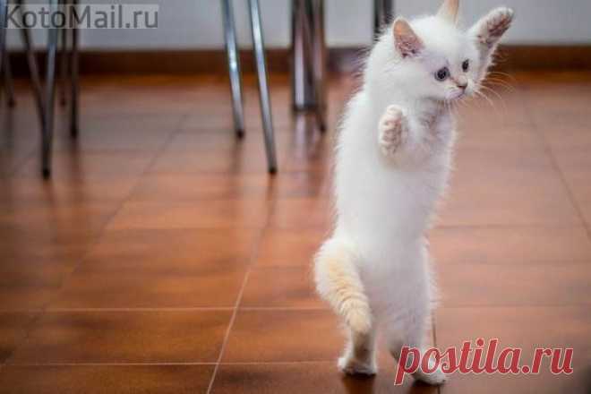 Учимся вальсу | KotoMail.ru