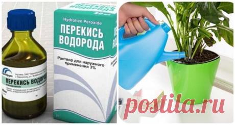 Перекись водорода для домашних растений.
