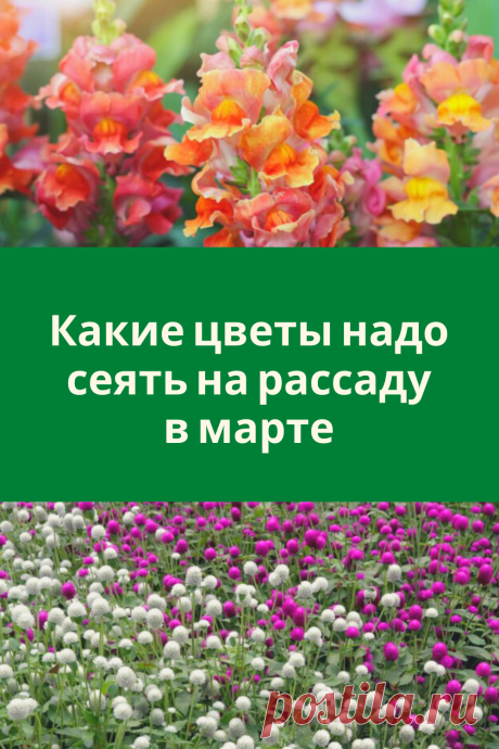 Какие цветы надо сеять на рассаду в марте
