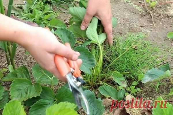 Как подготовить клубнику к зиме — основные этапы