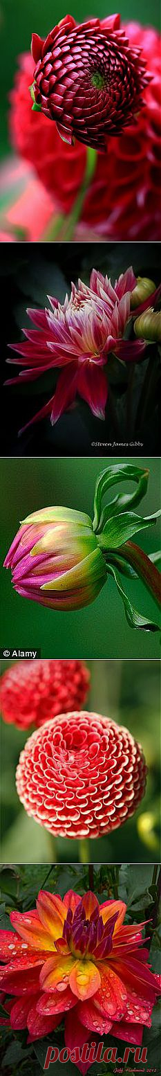 Budding Dahlia | Flowers