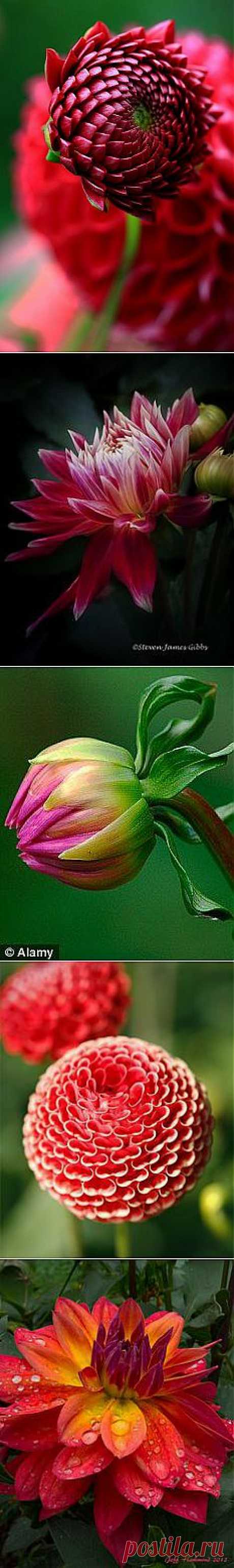 Budding Dahlia | Flowers