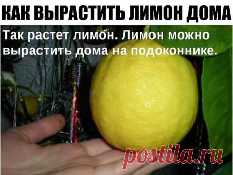 КАК ВЫРАСТИТЬ ЛИМОН ДОМА?
Вырастить лимон в домашних условиях нетрудно. Главное - правильно ухаживать, чтобы полюбоваться красивым деревцем и попробовать его вкусные плоды. Выращенные на этом комнатном растении плоды, не сравнятся с покупными лимонами, которые вы берёте в магазине или на рынке. Их срывают зелёными и обрабатывают химией, для того, чтобы они дозрели тогда когда нужно.

Главное, что нужно знать для того, чтобы вырастить лимон: