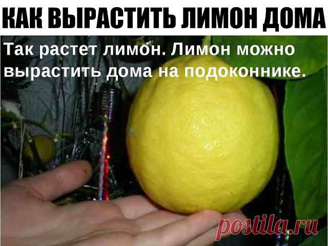 КАК ВЫРАСТИТЬ ЛИМОН ДОМА?
Вырастить лимон в домашних условиях нетрудно. Главное - правильно ухаживать, чтобы полюбоваться красивым деревцем и попробовать его вкусные плоды. Выращенные на этом комнатном растении плоды, не сравнятся с покупными лимонами, которые вы берёте в магазине или на рынке. Их срывают зелёными и обрабатывают химией, для того, чтобы они дозрели тогда когда нужно.

Главное, что нужно знать для того, чтобы вырастить лимон: