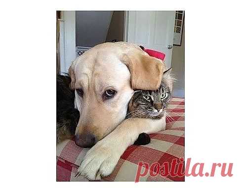 Съели-то всего одну котлету...А ору-то сколько!!!