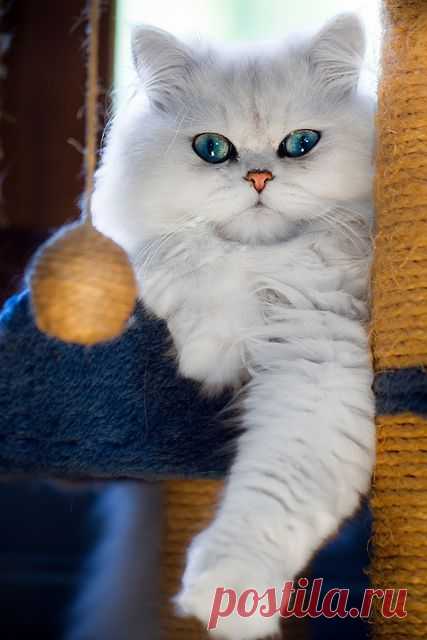 Kitteh Kats | Here Kitty, Kitty, Kitty!