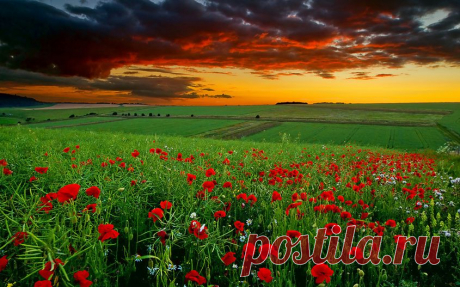 Плейкаст «МаКи КраСныЕ, цВеТы -ГРЁЗ!»