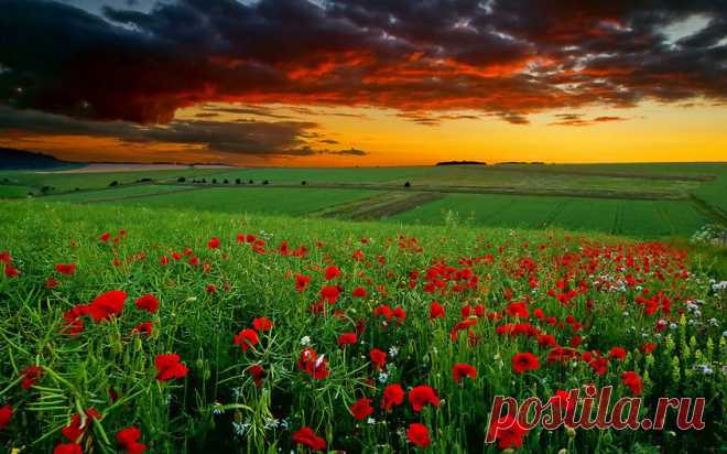 Плейкаст «МаКи КраСныЕ, цВеТы -ГРЁЗ!»