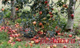 Почему осыпаются завязи и плоды на яблоне, сливе, вишне и других деревьях 

Нет ничего страшного в том, когда после цветения дерево избавляется от небольшого количества завязей. Также для дерева естественно сбрасывать созревшие плоды в конце сезона. Но почему осыпаются плод…