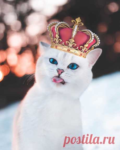 Фото Белая голубоглазая кошечка в короне, by Lyo Cat