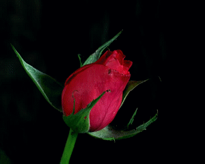 9172ec7a719b7b54b83b84604979286e.gif (300×240)