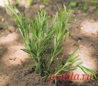 Розмарин на даче: полезно и красиво. Выращивание и уход. | Сайт о саде, даче и комнатных растениях.