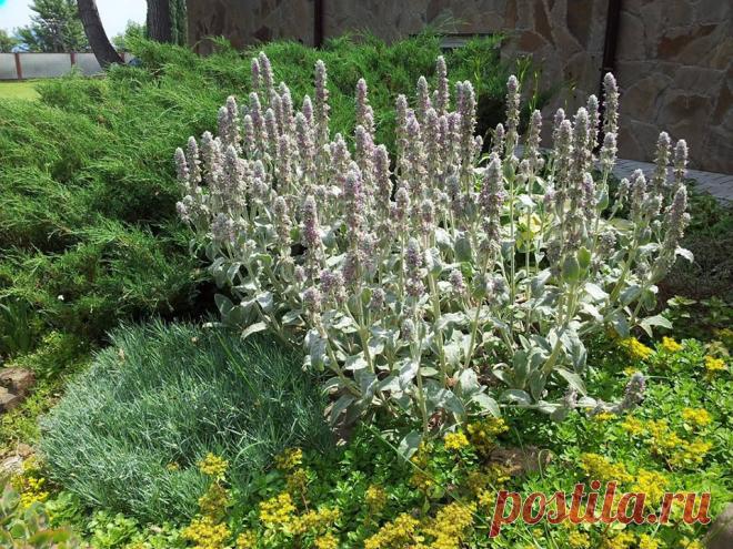 Чистец византийский