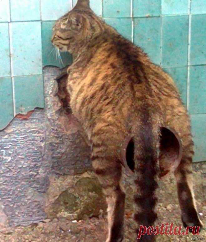 Забавные снимки с котами, где не сразу понятно что происходит