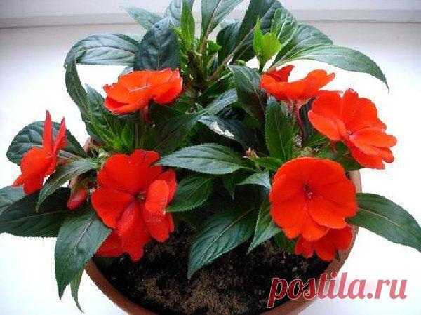 МАГИЯ КОМНАТНЫХ ЦВЕТОВ. | Познавательный сайт ,,1000 мелочей"