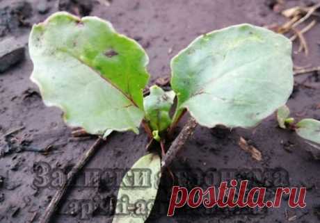 Как вырастить красную свёклу &amp;bull; zapiski-agronoma.ru