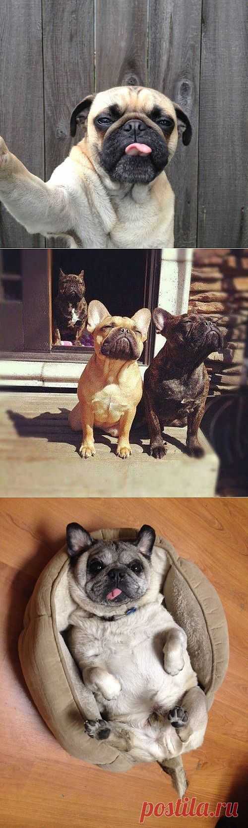 Позитив животного мира.