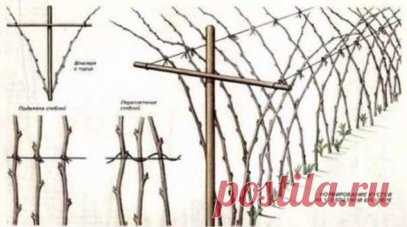 Пять советов как получить большой урожай малины — Домашние заботы