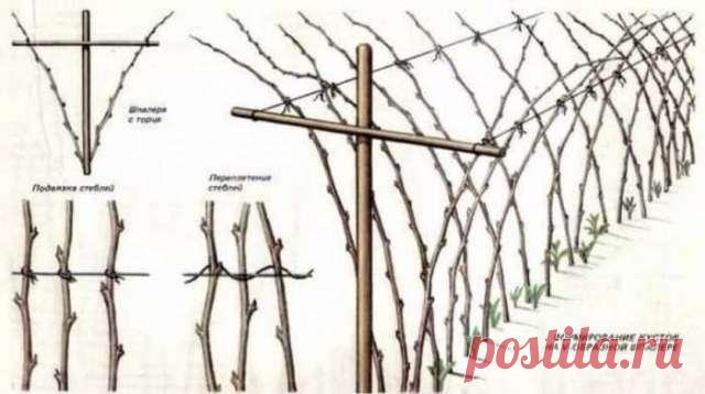 Пять советов как получить большой урожай малины — Домашние заботы